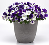 Wave Deja Vu Wave Petunia Jumbo 6 pack 17.99 sale price